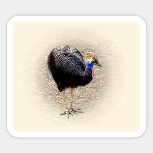 Southern cassowary Sticker